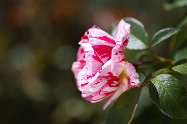 She Is A Scentimental Rose by Joy Watson